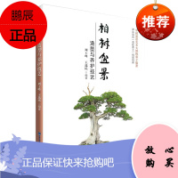柏树盆景造型与养护技艺 柏树盆景制作 新手学柏树盆景制作 家居家庭园艺 盆景造型设计书栽培技术入门书