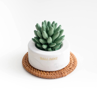 敬平车内饰品摆件汽车装饰用品大全车载香水创意可爱女中控台 多肉款(送香精/防滑垫) 平挂摆件