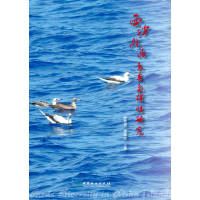 全新西沙群岛鸟类多样研究张洪茂 简曙光 主编9787521914818