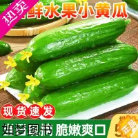 [正版]水果黄瓜新鲜5斤小黄瓜生吃青瓜时令白玉女蔬菜旱即食整箱10
