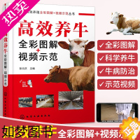 [正版]高效养牛全彩图解视频示范养牛技术书籍大全牛病类症鉴别与诊治书疾病治疗知识肉牛养殖西门塔尔诊疗处方手册牛羊母牛饲料
