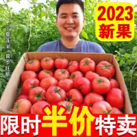 [正版图书]宁夏西红柿新鲜自然熟生吃老品种水果普罗旺斯农家露天沙瓤大番茄