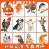 [正版图书]彩铅临摹卡动物篇2022一线美誉步骤对应美术绘画卡片兴趣高清原创