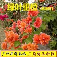 [正版图书]勤花重瓣橙三角梅盆栽带花梅花盆景爬藤植物冬季四季开花新款
