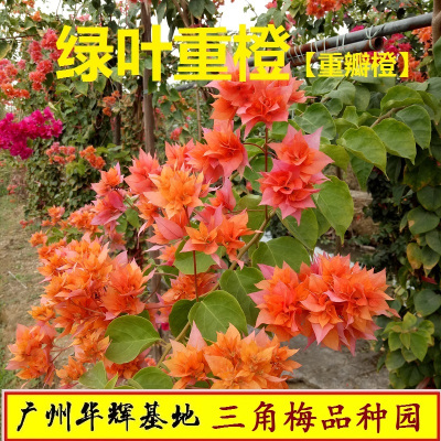 [正版图书]勤花重瓣橙三角梅盆栽带花梅花盆景爬藤植物冬季四季开花新款