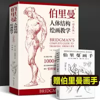 [正版图书] 伯里曼人体结构绘画教学彩色版 高清还原图画稿 人体造型手绘技法艺用人体解剖素描 人物模型速写临摹动漫美