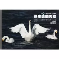 诺森野生天鹅天堂张新泰著9787546901893新疆美术摄影出版社