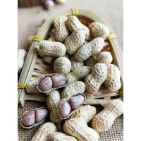 水煮花生原味晒干带壳盐水煮咸干花生天然白晒花生5斤装 5斤新湿烤口花生