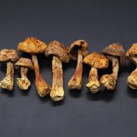 福建莆田特产 姬松茸干货 巴西菇 姬松菌菇 土特产散装250g