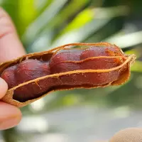 甜酸角云南特产甜角360g罗望子水果孕妇零食吃的休闲食品营养散装 甜角360g(偏甜)