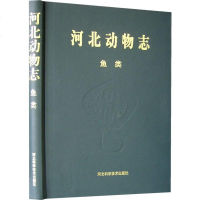   河北动物志:鱼类王所安9783230河北科技出版社 9787537523080
