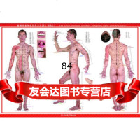 新国家标准针灸穴位图睢明河97813205368中国中医药出版社 9787513205368