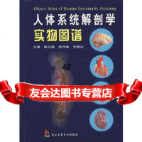 [正版9]人体系统解剖学实物图谱,陈尔瑜,张传森,党瑞山,上海第二军医大学出版社,97878 97878106052