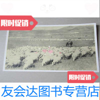 [二手9成新]1956年老画片明信片:青海草原卫王象摄(摄影艺术展览会作品之? 9783509380215
