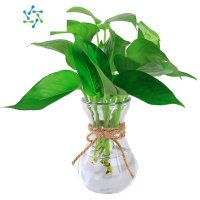 三维工匠创意简约玻璃花瓶透明水培绿萝植物花瓶花盆风信子插花瓶客厅摆件 (2个花瓶)配送绿萝 中等