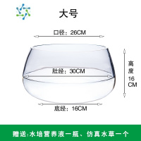 三维工匠水培植物玻璃瓶透明器皿绿萝水培容器大号创意花瓶多水养花盆 大号龟缸 中等