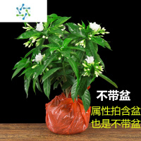 三维工匠丁香花盆栽花卉室内花绿植阳台四季常青开花不断芳香花好养活植物