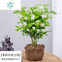 三维工匠盆栽重瓣开花浓香四季好养室内阳台庭院防蚊观花卉绿植