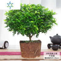 三维工匠草盆栽正宗清香胡椒木植物苗室内花卉九里香盆景好养净化绿植