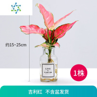 三维工匠水培植物室内绿植四季水养水生绿萝富贵竹红白掌文竹桌面花卉盆栽
