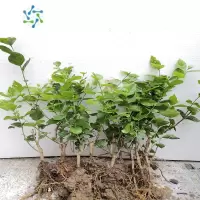 三维工匠横县茉莉花盆栽老桩带花苞四季开花浓香茉莉花苗植物室内阳台绿植花卉