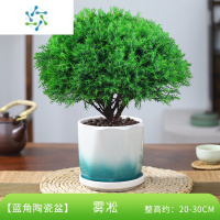 三维工匠雾松盆栽植物室内四季常青绿植好养易活阳台办公室桌面绿色小盆景花卉