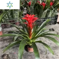 三维工匠鸿运当头盆栽带花水培植物室内客厅大型植物发财绿植凤梨花