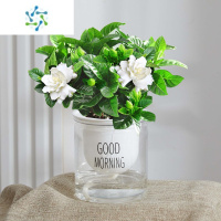 三维工匠花卉植物室内带花苞阳台水培绿植浓香型大树苗四季好养