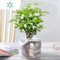 三维工匠茉莉花盆栽带花苞花卉植物室内绿植栀子花九里香花苗浓香四季开花
