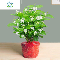 三维工匠茉莉花苗盆栽带花苞九里香老桩水培花卉大全绿植物室内四季开