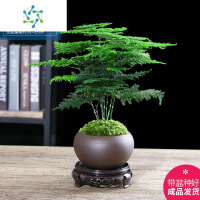 三维工匠文竹盆栽植物室内绿化四季迷你办公室绿植摆件桌面好养创意小盆景花卉