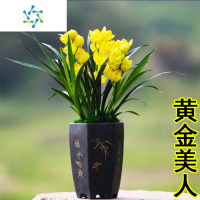 三维工匠超香名贵兰花[]浓香大花朵盆栽室内花卉建兰绿植文心兰