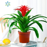 三维工匠鸿运当头盆栽花卉植物室内花客厅四季开花好养活凤梨水培绿植大全