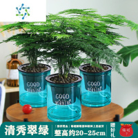 三维工匠文竹盆栽盆景植物室内客厅花卉办公室桌面绿植好养四季常青大盆栽