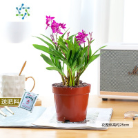 三维工匠澳洲香水盆栽带花苞水培植物石胡蘭苗花卉植物室内绿植好养