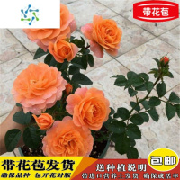 三维工匠玫瑰花苗花卉盆栽大花月季四季带花苞室内外阳台观花绿植物蔷薇苗