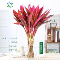 三维工匠富贵竹水培绿植紫竹水培植物花卉盆栽四季好养大叶竹净化空气