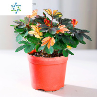三维工匠彩虹含羞草盆栽趣味植物阳台室内教室小绿植好养活五彩花卉害羞草