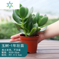 三维工匠玉树老桩大株盆栽多肉植物室内四季好养绿植净化空气四季常绿盆栽花卉