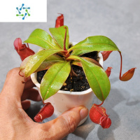 三维工匠食虫植物捕蝇懒人盆盆栽成株食虫大型食蝇猪笼草吸甲醛办公室绿植花卉