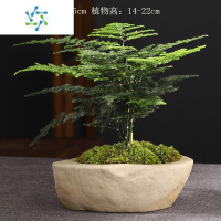 三维工匠净化空气观叶文竹盆栽绿植带简约创意陶瓷盆景室内茶几摆件花卉
