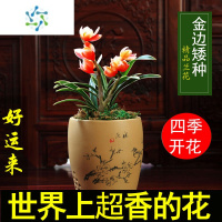 三维工匠兰花苗 浓香型四季兰 金边矮种 建兰阳台花卉盆栽绿植