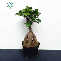 三维工匠人参榕小叶榕四季常青耐寒榕树造型树桩盆景苗室内禅意盆栽绿植花卉