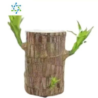 三维工匠巴西木幸运木室内格鲁特水培创意盆栽种植物迷你绿植儿童观察生物花卉