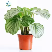 三维工匠青苹果竹芋盆栽室内办公绿植水培植物客厅四季耐阴常青观叶花卉
