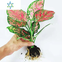 三维工匠如意皇后盆栽办公室内吸甲醛小绿植懒人水培植物好养万年红花卉