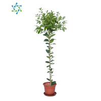 三维工匠柠檬树绿植大型植物客厅绿植客厅北欧盆栽大型植物香水柠檬盆栽花卉