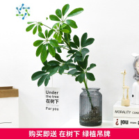 三维工匠水培植物鸭脚木鸭掌木鹅掌财室内绿植花卉盆栽树水养八方来财