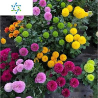 三维工匠菊花盆栽四季荷兰菊开花卉庭院植物室内花卉绿植乒乓菊带花苞花苗