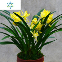 三维工匠名贵兰花苗浓香型[大将军]蕙兰室内盆栽四季兰花卉阳台绿植兰草